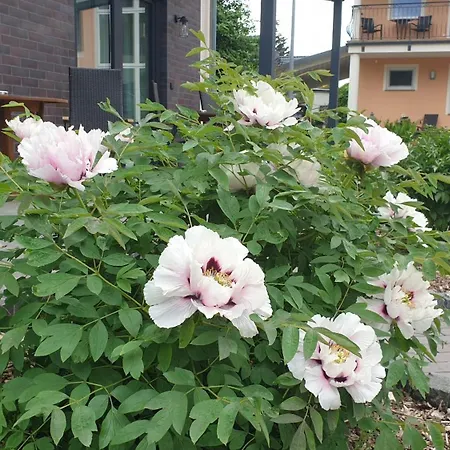 Ferienapartments Elsternest