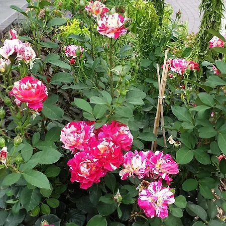 Ferienapartments Elsternest Bad Liebenwerda