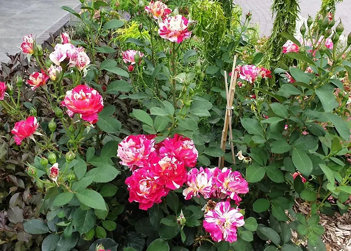 Ferienapartments Elsternest Bad Liebenwerda